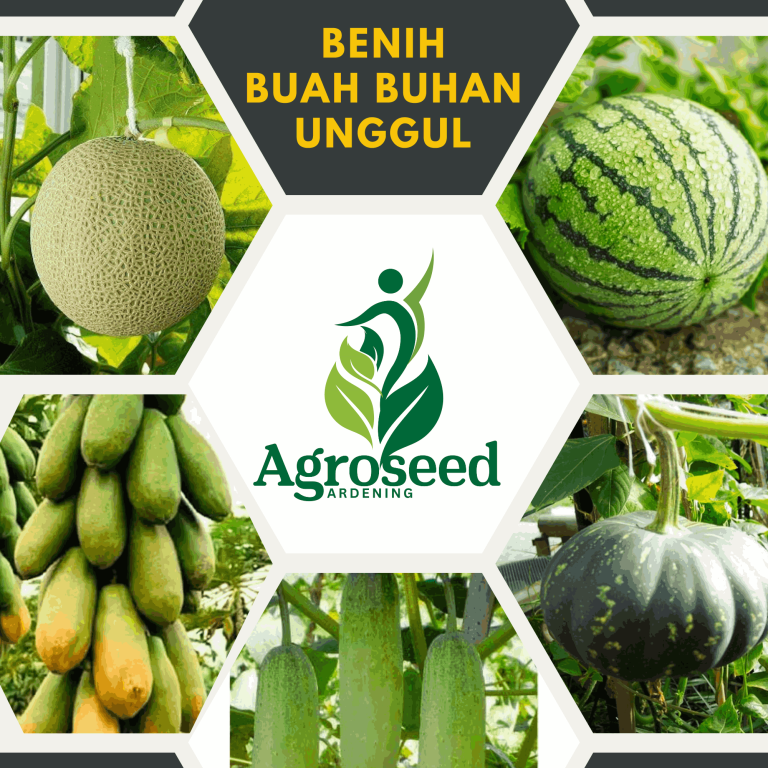 Bibit Melon Berkualitas Tinggi untuk Hasil Terbaik